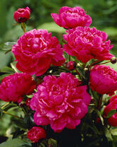 Без бренда «2KMB-4036» в Липецке