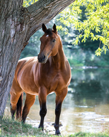 Без бренда «Лошадь у дерева» в Липецке