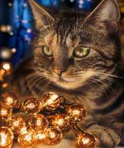 Без бренда «2KXSB-0678» в Липецке