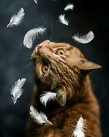 Без бренда «Кот среди перышек» в Липецке