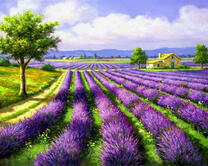 Лавандовое поле на рассвете дня