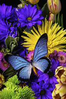 Без бренда «Голубая бабочка на цветущих хризантемах» в Липецке в интернет-магазине Без бренда «Голубая бабочка на цветущих хризантемах» в Липецке