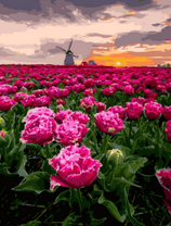 Поле сортовых тюльпанов