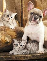 Без бренда «Милый щенок французского бульдога и два котёнка» в Липецке