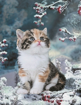 Котёнок возле замерзшей рябины