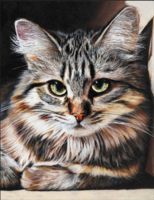 Без бренда «Маленькая серая кошечка» в Липецке в интернет-магазине Без бренда «Маленькая серая кошечка» в Липецке