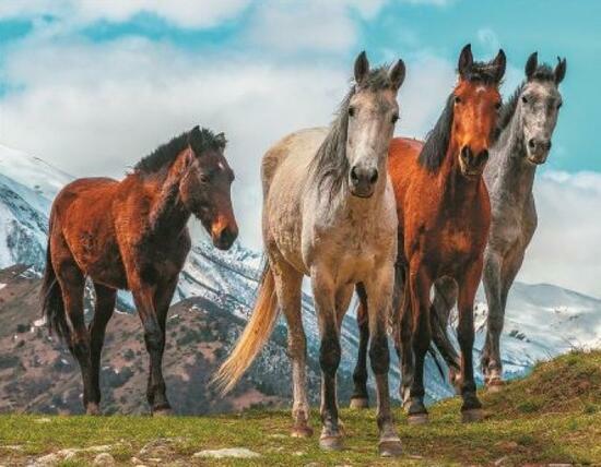 Алмазная мозаика 40x50 Красивые лошади гуляют по горам