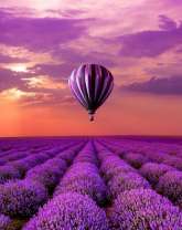 Большой воздушный шар парит над лавандой