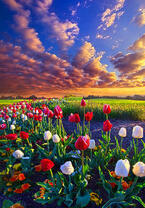 Без бренда «Поле тюльпанов под облачным небом» в Липецке